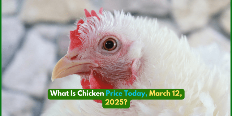 What Is Chicken Price Today, March 12, 2025?