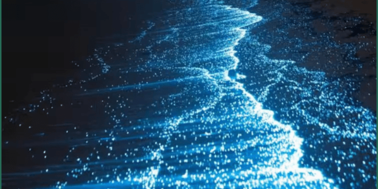 5 Mesmerizing Bioluminescent Beaches in India That Illuminate the Darkness