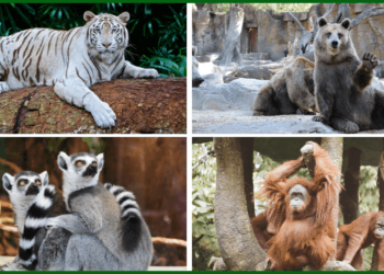 Top Wildlife Zoos in Pakistan You Must Visit in 2025