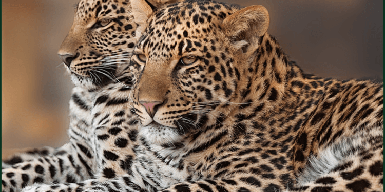 Leopard Invasion Sparks Fear in Haripur Village