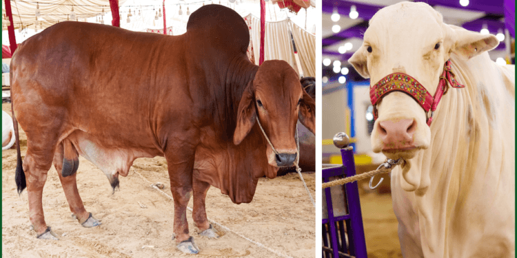 Karachi Unveils Asia’s Largest Cattle Market for Eid-ul-Adha