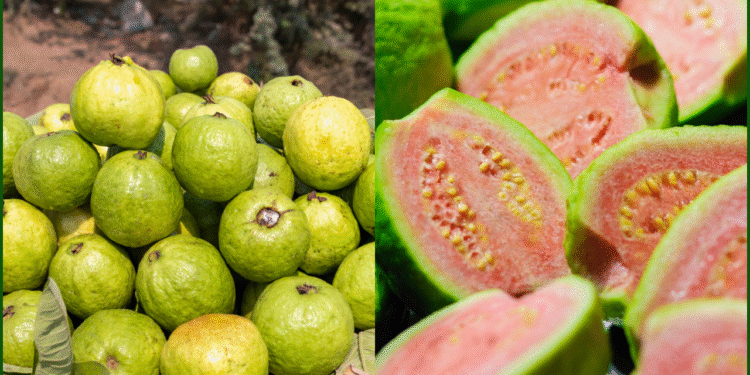Guava: The Tropical Superfruit Revolutionizing Health