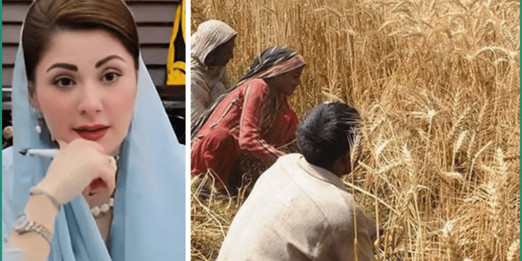 Punjab Launches Groundbreaking Rs15 Billion Wheat Support Package for Farmers