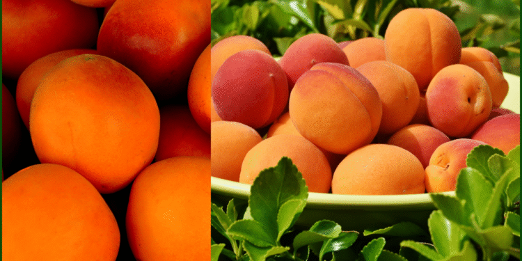 Apricots: The Golden Fruit for Blood Pressure and Liver Health